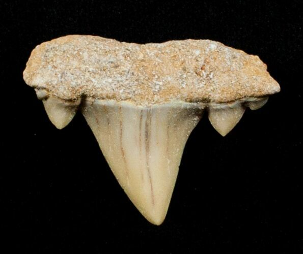 Unusual Serratolamna Fossil Shark Tooth #3429